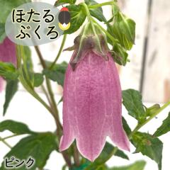 �\��̔� �z�^���u�N�� �c �s���N 9�`10.5cm�|�b�g �u�� �ق���Ԃ��� �R�쑐 ���N�� �K�[�f�j���O �ԕc �h���� htnh 6����{�ȍ~����