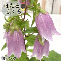 �\��̔� �z�^���u�N�� �c ���s���N 9�`10.5cm�|�b�g �u�� �ق���Ԃ��� �R�쑐 ���N�� �K�[�f�j���O �ԕc �h���� htnh 6����{�ȍ~����