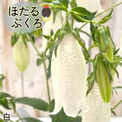 �\��̔� �z�^���u�N�� �c �� 9�`10.5cm�|�b�g �u�� �ق���Ԃ��� �R�쑐 ���N�� �K�[�f�j���O �ԕc �h���� htnh 6����{�ȍ~����