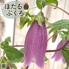 �\��̔� �z�^���u�N�� �c �� 9�`10.5cm�|�b�g �u�� �ق���Ԃ��� �R�쑐 ���N�� �K�[�f�j���O �ԕc �h���� htnh 6����{�ȍ~����