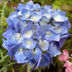 AWTCCfB[ 10.5cm|bg d  nChWA c ԕc c  z fkz