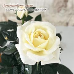 �y�܂��Ȃ����ߐ؂�z �\��̔� �~�j�o�� �p�X�e���C�G���[���X�A���} 3���|�b�g �l�G�炫 �F�� ���� �o�� �K�N �o���c �c �C�G���[ mnu 