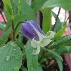 �N���}�`�X �c �� ���B�I���i�n 2�N���c ��^ �x���^ 9cm�`10.5cm�|�b�g �V�Y�N ��������  ouc