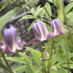 �N���}�`�X �c ���_ ������|�I���W�i�� 2�N���c ��^ �x���^ 9cm�`10.5cm�|�b�g �V�m�m�� �������� ouc