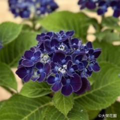 AWTC lCr[u[ 7.5cm|bg hԉ nChWA c ԕc c  z dka