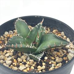 �����A�� ca�A�K�x �`�^�m�^ �V�[�U�[ �M�P �����A�� �A�K�x �R�[�f�b�N�X 7.5cm�|�b�g