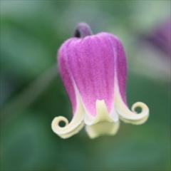 �N���}�`�X �c �y�e�� ���B�I���i�n ���{����̃N���}�`�X 3���|�b�g �o�^�i�� ��^ �x���^ sugi