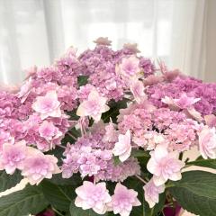 AWTC Ė sN 10.5cm|bg ~RAJ nChWA c ԕc c  z tsa