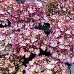 AWTC ͂Ȃ悤 10.5cm|bg  KAMOZNV nChWA c ԕc c  z okd