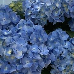 AWTC sXY 10.5cm|bg  KAMOZNV nChWA c ԕc c  z okd