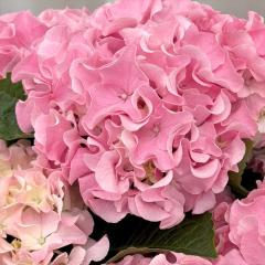 AWTC ӂӂ sN 10.5cm|bg cΉ IWi nChWA c ԕc c  z okd