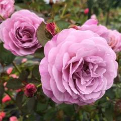 \̔ oc oc o| ̕îj io^o蒆 KN ΂  o c  kso 2{