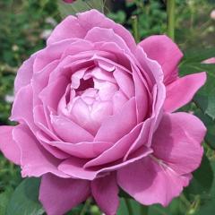 �\��̔� �o���c �o����c �����o�����| �����Âȁi�������Âȁj �i��o�^�o�蒆 �K�N �΂� �������� �����o���� ��c �� kso 2�����{��