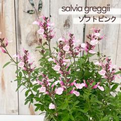 �\��̔� �T���r�A �c �T���r�A �~���[�W�� �\�t�g�s���N 10.5cm�|�b�g �`�F���[�Z�[�W �K�[�f�j���O �c tujs 6����{�ȍ~����