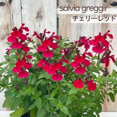 �\��̔� �T���r�A �c �T���r�A �~���[�W�� �`�F���[���b�h 10.5cm�|�b�g �`�F���[�Z�[�W �K�[�f�j���O �c tujs 6����{�ȍ~����