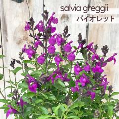 �\��̔� �T���r�A �c �T���r�A �~���[�W�� �o�C�I���b�g 10.5cm�|�b�g �`�F���[�Z�[�W �K�[�f�j���O �c tujs 6����{�ȍ~����