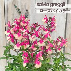�\��̔� �T���r�A �c �T���r�A �~���[�W�� ���[�Y�o�C�J���[ 10.5cm�|�b�g �`�F���[�Z�[�W �K�[�f�j���O �c tujs 6����{�ȍ~����