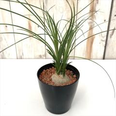 �ϗt�A�� sd�g�b�N������ �m���i �q�Ԃ��̂����� 3���|�b�g �ϗt�A�� ���^ ������ ���� ���蕨 �v���[���g �C���e���A �������