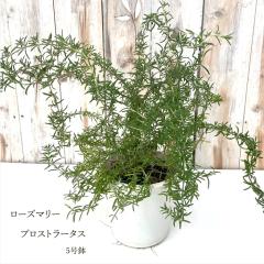 ���[�Y�}���[ �v���X�g���[�^�X �劔 5���� ������ ���� ������ �قӂ��� �h���� �c�� �Ԗ� �n�[�u�c Herb