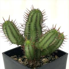 �����A�� ca���[�t�H���r�A �g�ʊt 9cm�|�b�g �����A�� �T�{�e��