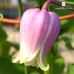 �N���}�`�X �c �t�F���}�[�^�s���N ���B�I���i�n �������� ��^ �x���^ 2�N���c 4���� �͂Ȃ������� �i��o�^�\���� hsg