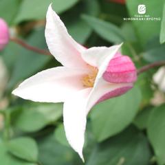 �N���}�`�X �c �Վq �e�L�Z���V�X�n 2�N���c 4���� �͂Ȃ������� ���W�o�^ hsg