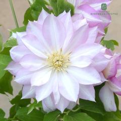 �\��̔� �N���}�`�X �c ���̔ޕ� ���炫��֌n 2�N���c 4���� �͂Ȃ������� hsg 3����{�ȍ~����