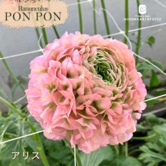 ���i���L�����X �|���|���V���[�Y �c �|���|�� �A���X 10.5cm�|�b�g �h���� ���� �ԕc �K�[�f�j���O �c tod