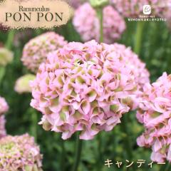 \̔ iLX ||V[Y c || LfB 10.5cm|bg h  ԕc K[fjO c tod 2{ȍ~