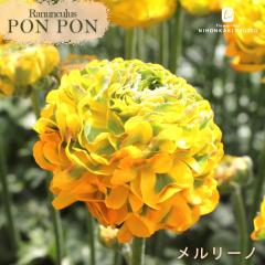 \̔ iLX ||V[Y c || [m 10.5cm|bg h  ԕc K[fjO c tod 2{ȍ~