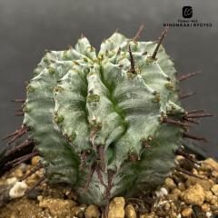 �����A�� ca���[�t�H���r�A �z���_ 7.5cm�|�b�g �������� �����A�� ���[�t�H���r�A �R�[�f�b�N�X