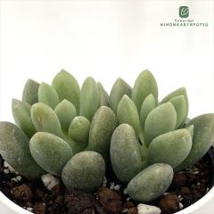 �����A�� hm�O���v�g�x���A �C���f�B�A���s���N �����A�� �G�P�x���A 6cm�|�b�g
