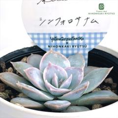 �����A�� Hitotaba�Z�_�� �V���t�H���T�i�� �����A�� �q�g�^�o����c �V���t�H���T�k�� �Z�_�� 6cm�|�b�g
