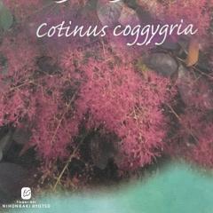 �X���[�N�c���[ �O���[�X 5���� ��� �c�� �Ԗ� sik