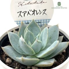 �����A�� Hitotaba�Z�_�� �X�A�x�I�����X �����A�� �q�g�^�o����c �X�A�x�I���V�X �Z�_�� 6cm�|�b�g