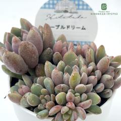 �����A�� Hitotaba�O���v�g�x���A �p�[�v���h���[�� �����A�� �q�g�^�o����c �O���v�g�x���A 6cm�|�b�g