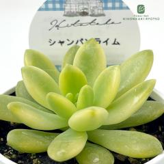 �����A�� Hitotaba�Z�_�� �V�����p�����C�� �����A�� �q�g�^�o����c �Z�_�� 6cm�|�b�g