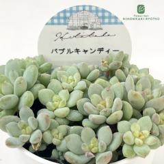 �����A�� Hitotaba�p�L�x���A �o�u���L�����f�B�[ �����A�� �q�g�^�o����c �p�L�x���A 6cm�|�b�g