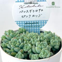 �����A�� Hitotaba�Z�_�� �y���X�f�����T�G �s���N�G�b�W �����A�� �q�g�^�o����c �Z�_�� 6cm�|�b�g