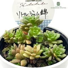 �����A�� Hitotaba�Z�_�� ���g���W�F���� �����A�� �q�g�^�o����c �Z�_�� 6cm�|�b�g