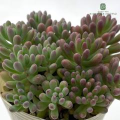 �����A�� sb�Z�_�� �X�v�����O�����_�[�~�����S 7.5cm�|�b�g �����A��
