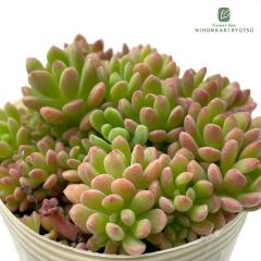 �����A�� sb�Z�_�� �X�v�����O�����_�[�~���b�e�B�[ 7.5cm�|�b�g �����A��