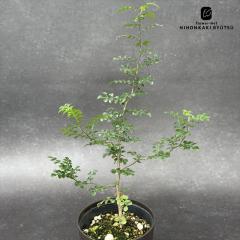 �����A�� ca�I�y���N���J���A �f�J���[ ���� �����A�� �������� �R�[�f�b�N�X 4����