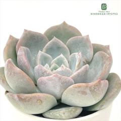 �����A�� hm�G�P�x���A �s���N�s�[�` �����A�� �G�P�x���A 6cm�|�b�g