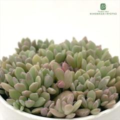 �����A�� hm�Z�_�� �΂�܂������_�����_ �����A�� �Z�_�� 6cm�|�b�g