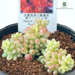 �ɂ��͂� �Z�_�� �I�[�����x���[ �i��o�^�\���� �����A�� �Z�_�� �ɂ��͂Ȃ���c 7.5cm�|�b�g