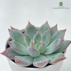 A hmGPxA NX^h A GPxA 6cm|bg