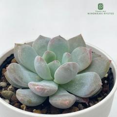 A hmGPxA v{j A GPxA 6cm|bg