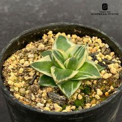 �����A�� ca�A�K�x �s���L�[ �����A�� �������� �A�K�x �R�[�f�b�N�X 7.5cm�|�b�g