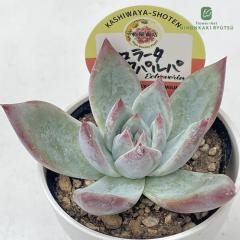 A kswGPxA R[^^pp Xc GPxA 6cm|bg